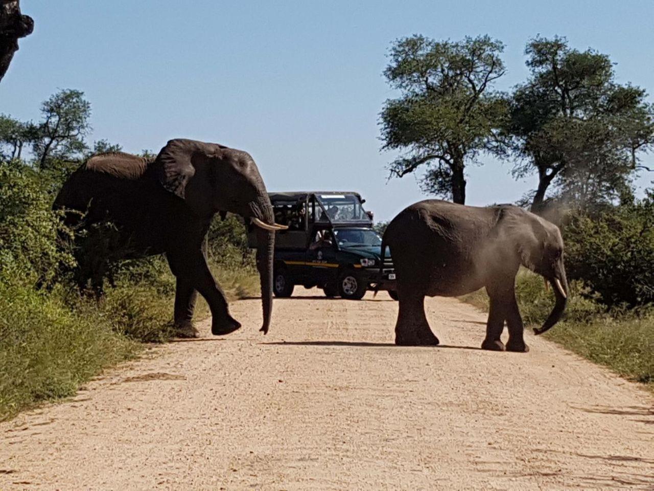 Ekhaya Bush Lodge Hoedspruit Kültér fotó